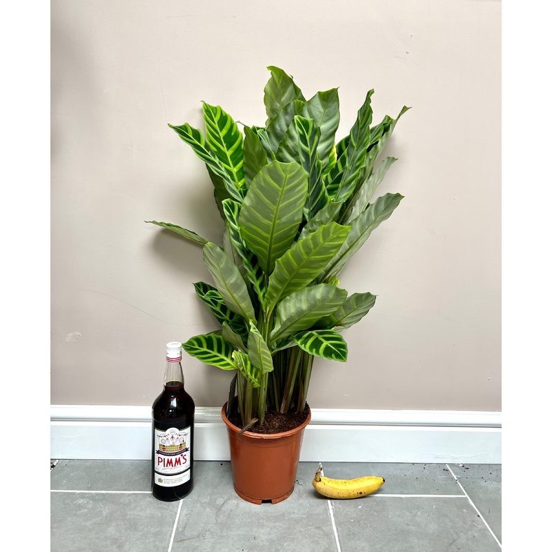 85cm Calathea zebrina