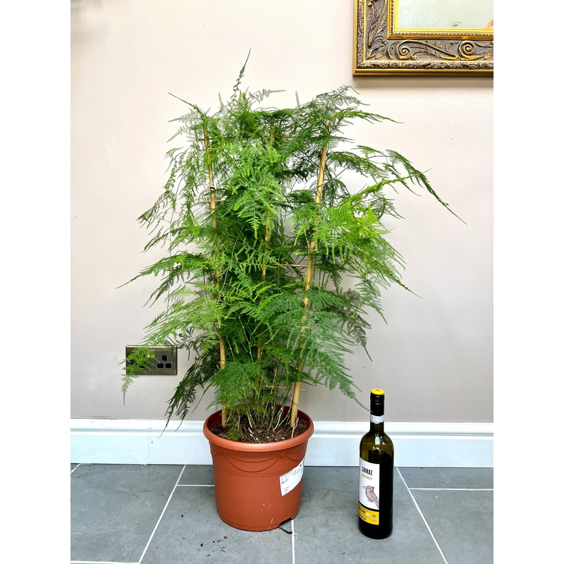 90cm Asparagus Setaceus