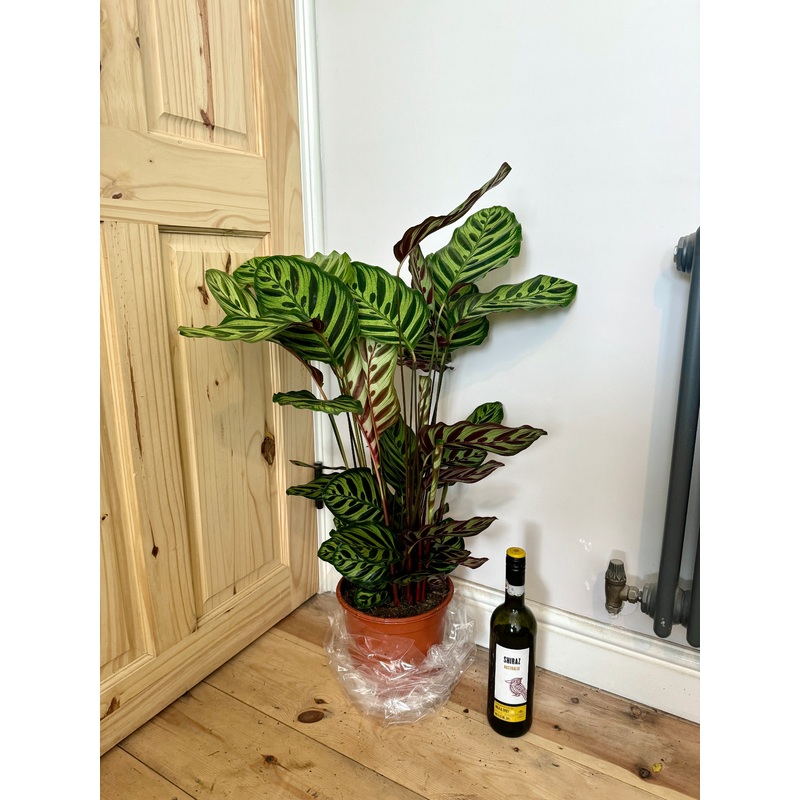 90cm Calathea Makoyana
