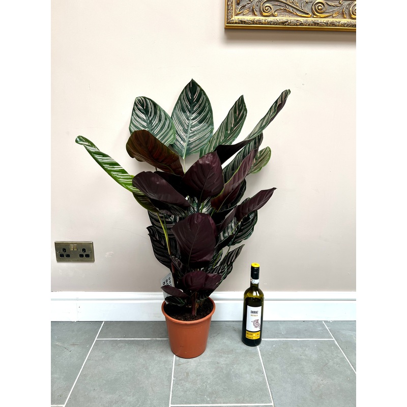 90cm Calathea Sanderiana