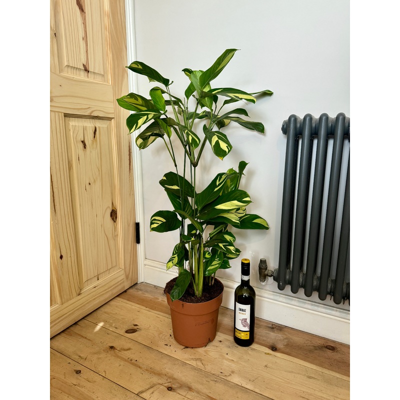 90cm Ctenanthe Golden Mosaic