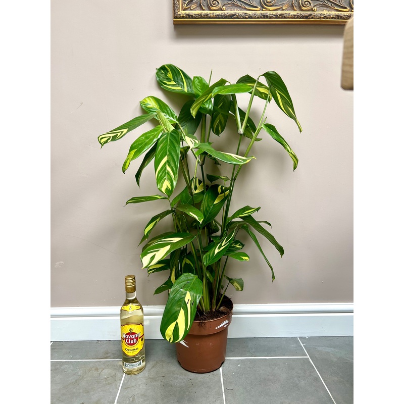 90cm Ctenanthe Lubbersiana