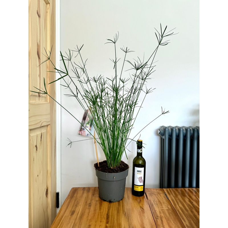 90cm Cyperus Alternifolius (Umbrella Papyrus)