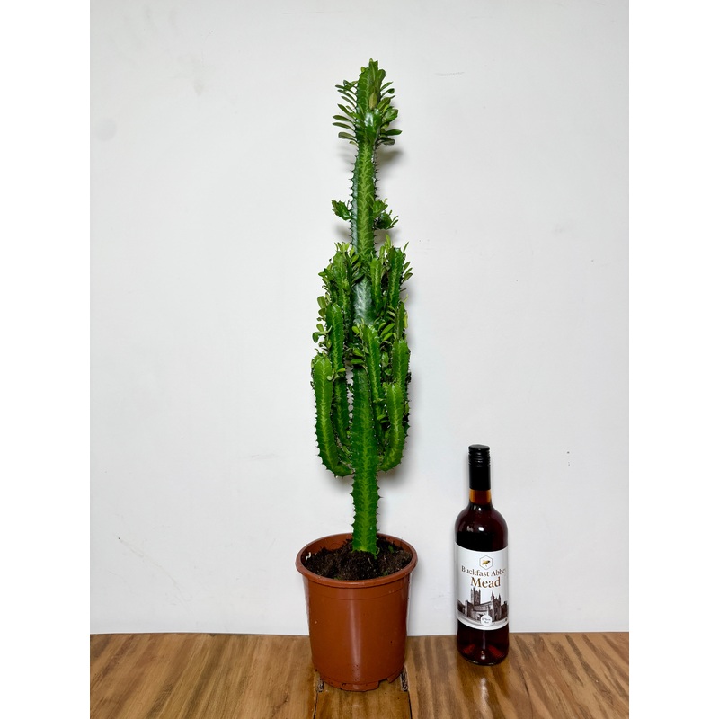 90cm Euphorbia Cactus