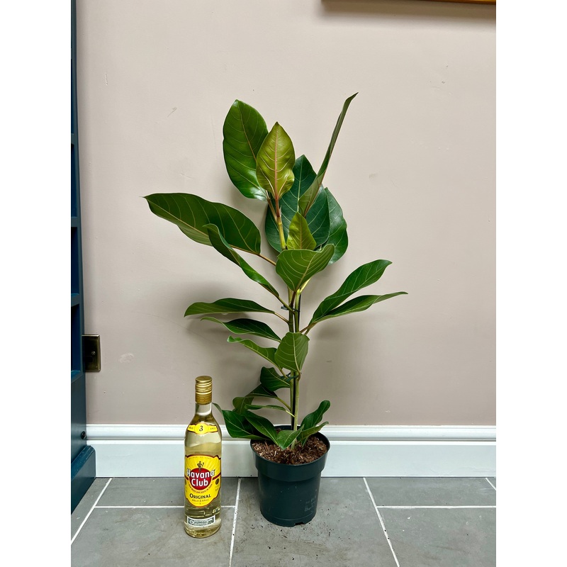 90cm Ficus Beng Roy