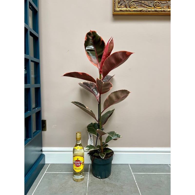 90cm Ficus Elastica Ruby