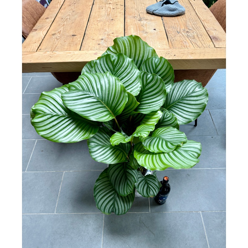 90cm Giant Calathea Orbifolia