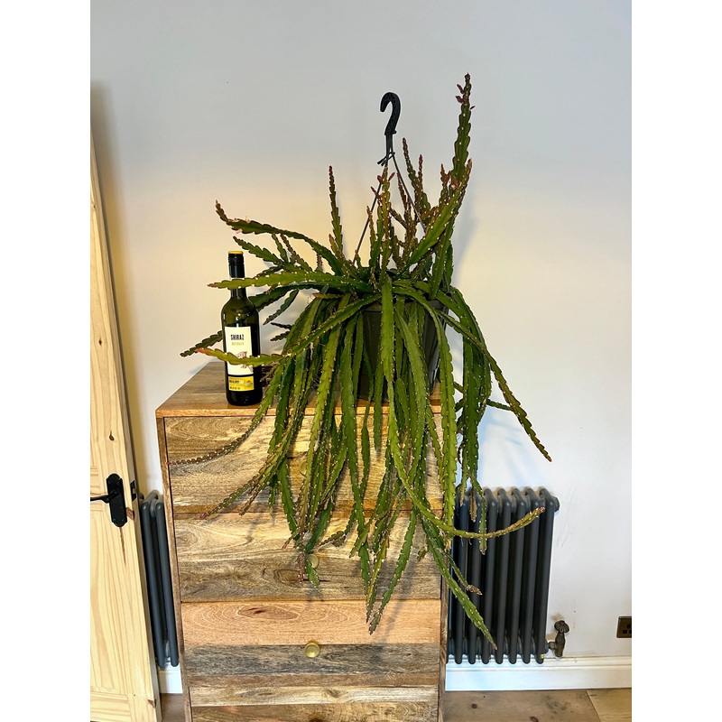 90cm Hanging Lepismium Cruciforme