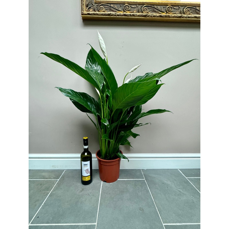 90cm Peace Lily