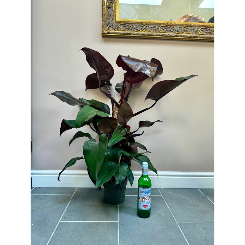 90cm Philodendron New Re