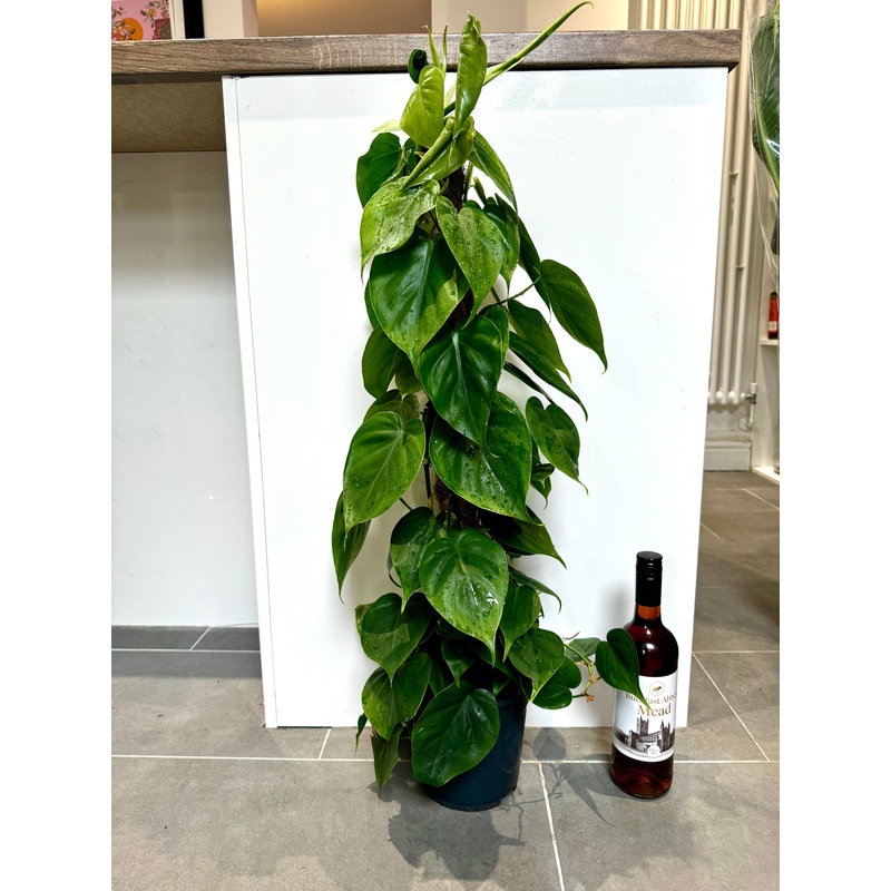 90cm Philodendron Scandens