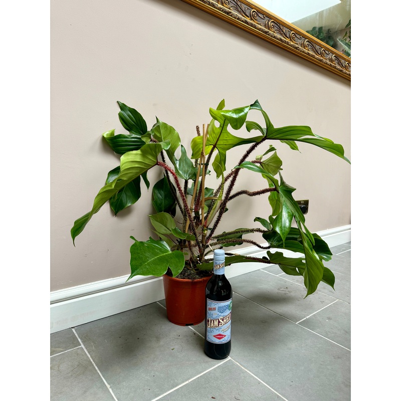 90cm Philodendron Squamiferum