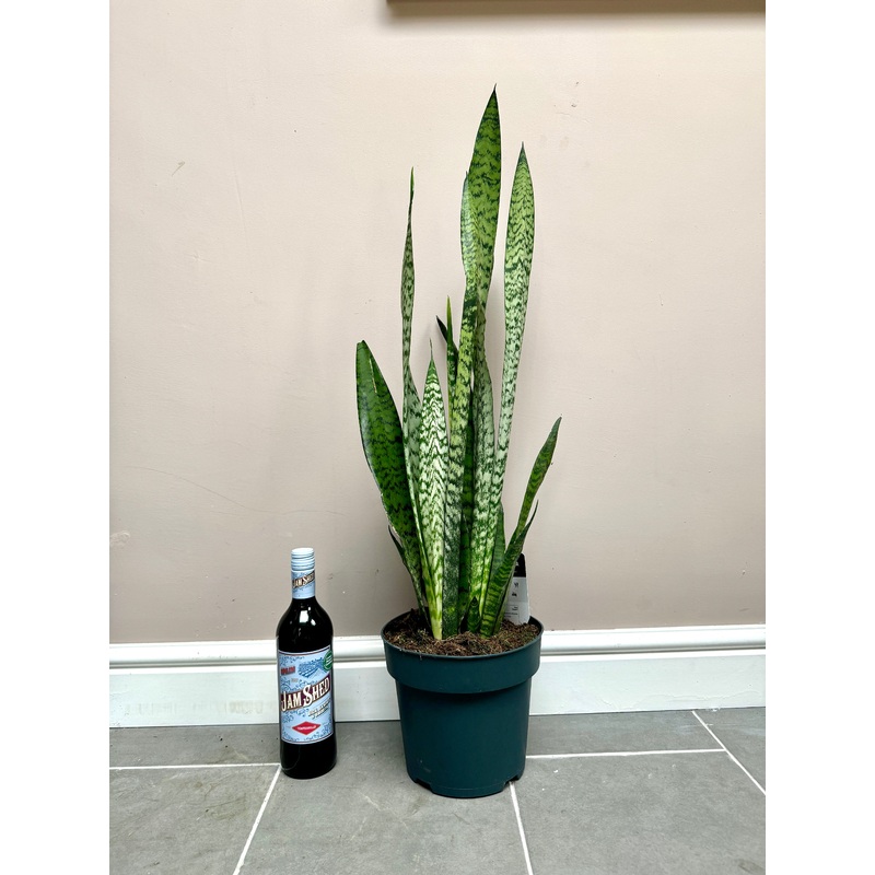 90cm Snake Plant / Mother in Laws Tongue