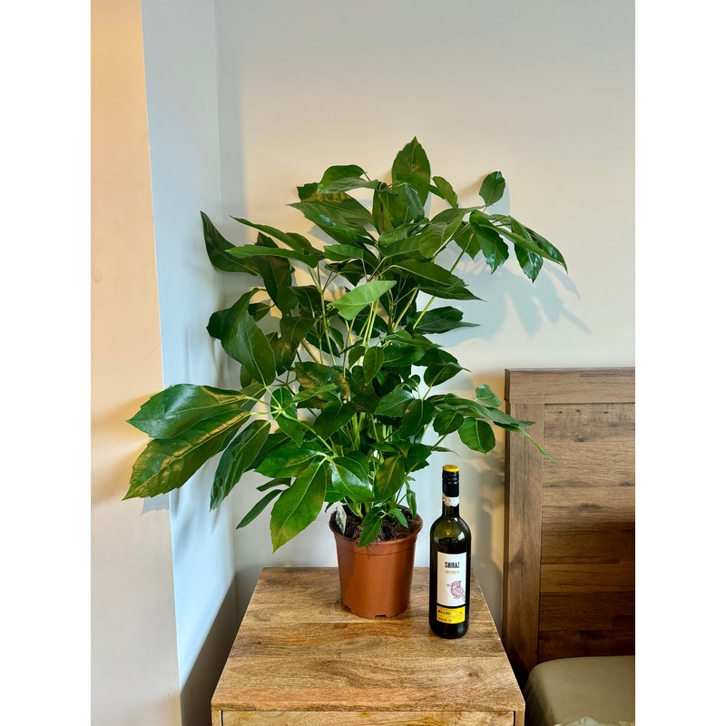 90cm Umbrella Plant