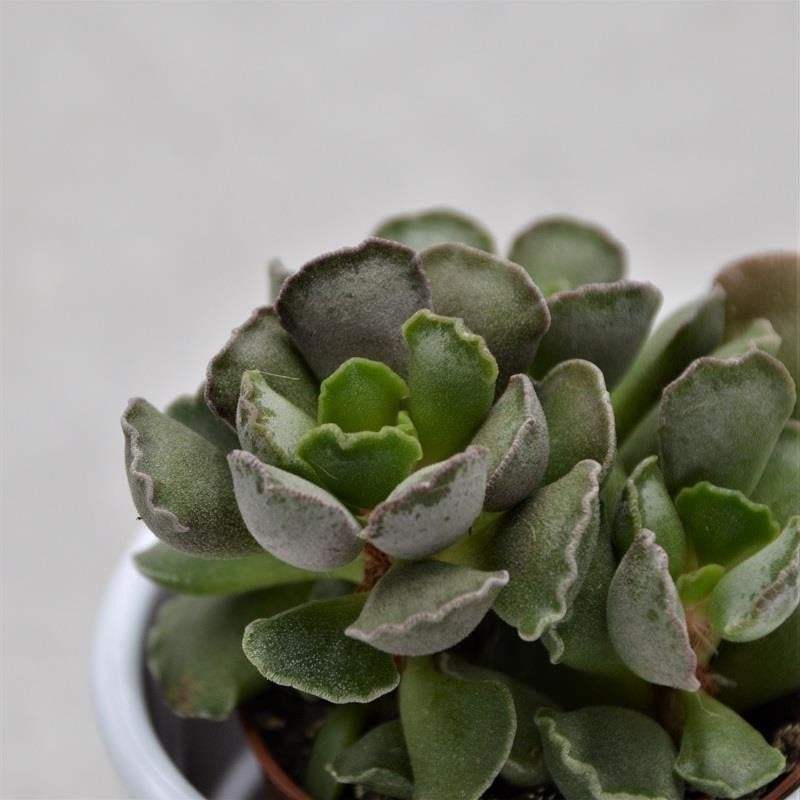 Adromischus cristatus – 5.5cm