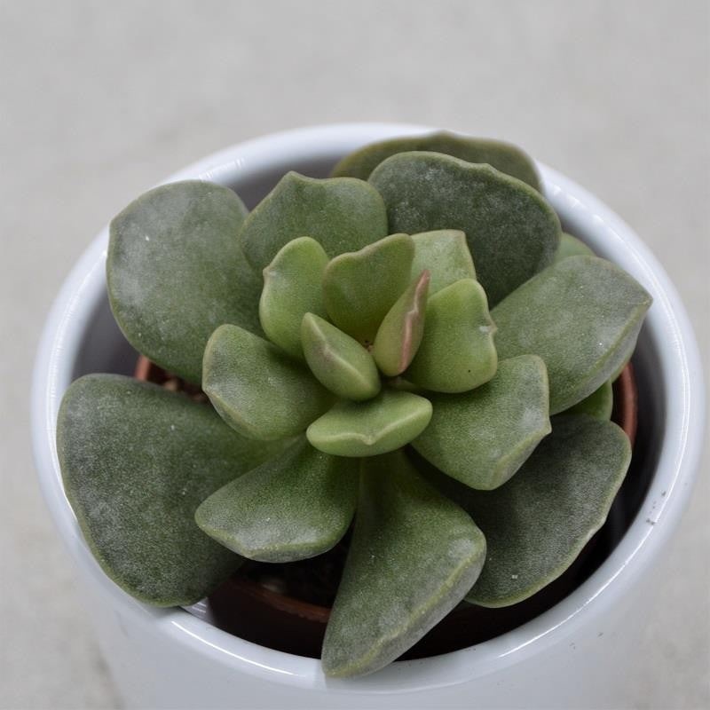 Adromischus Stone – 5.5cm