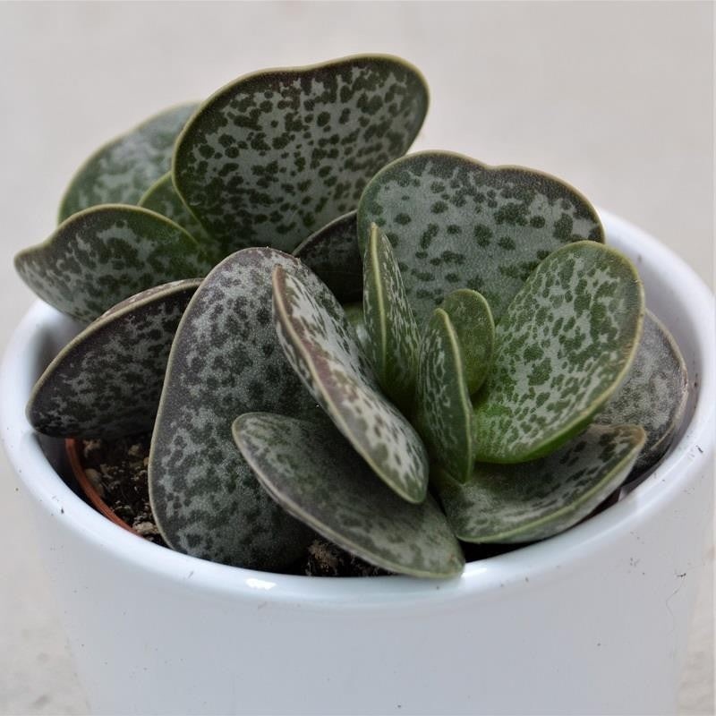 Adromischus trigynus – 10.5cm