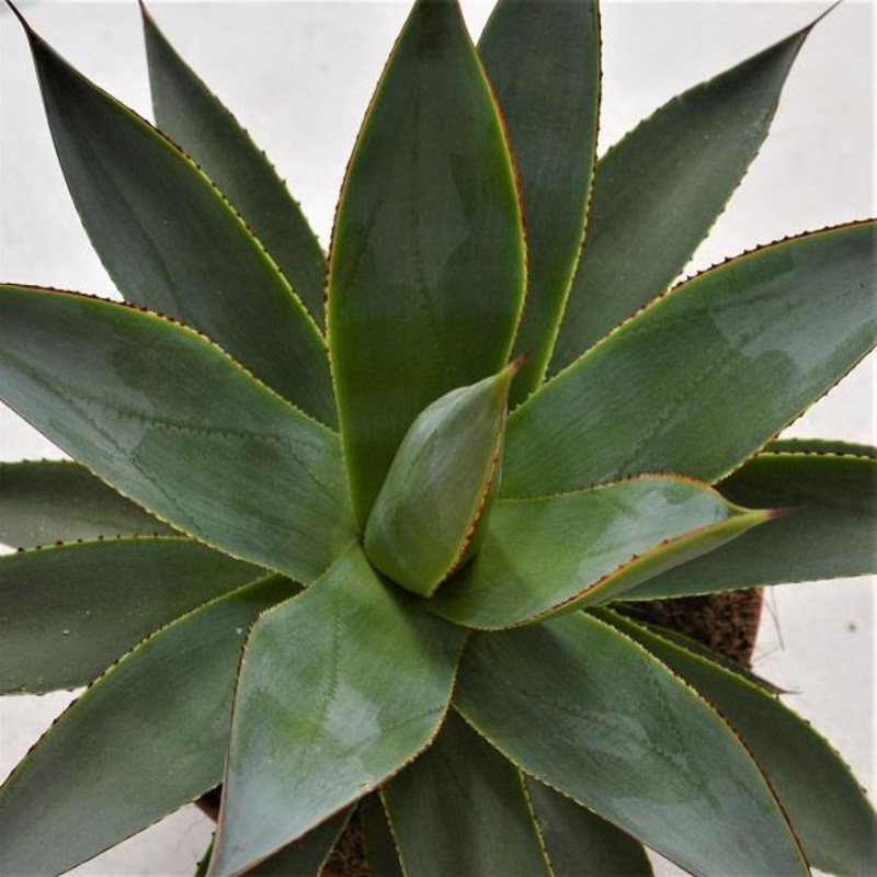 Agave Shaka Zulu – 15cm