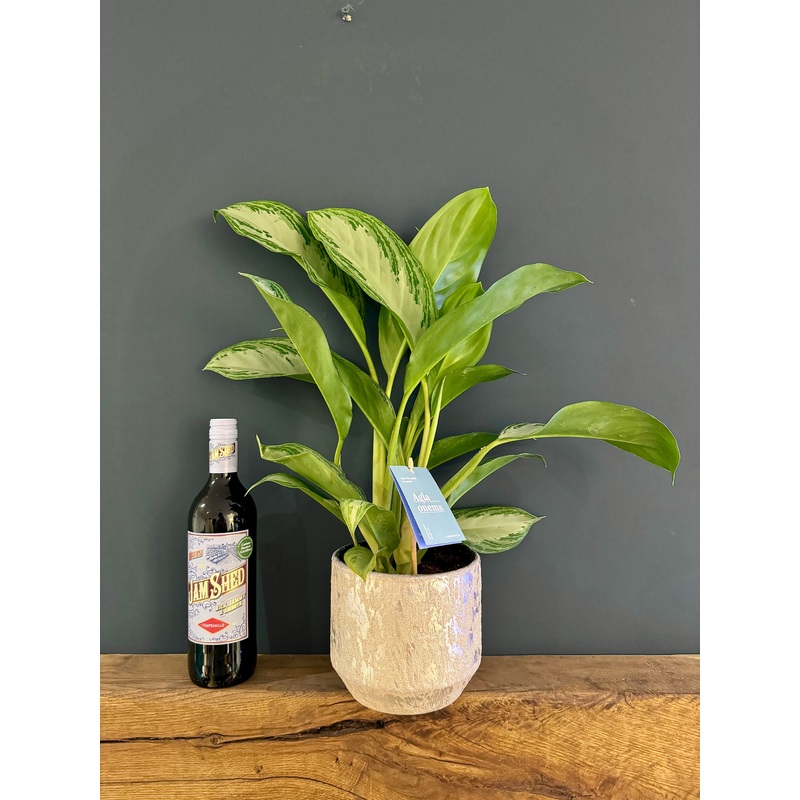 Aglaonema in Ceramic Pot