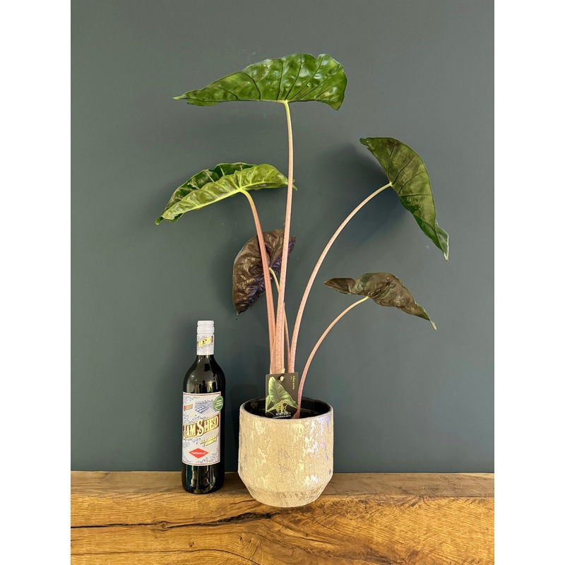 Alocasia Pink Dragon in Ceramic Pot