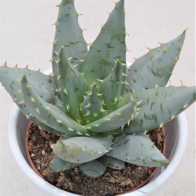 Aloe peglerae – 8.5cm