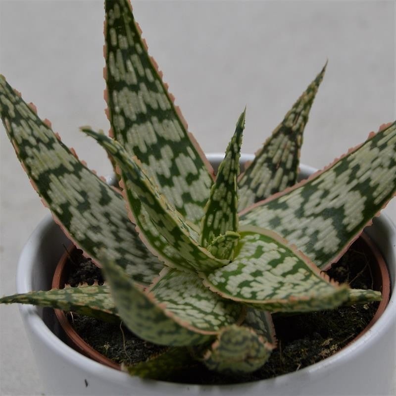 Aloe Pink Blush – 10.5cm