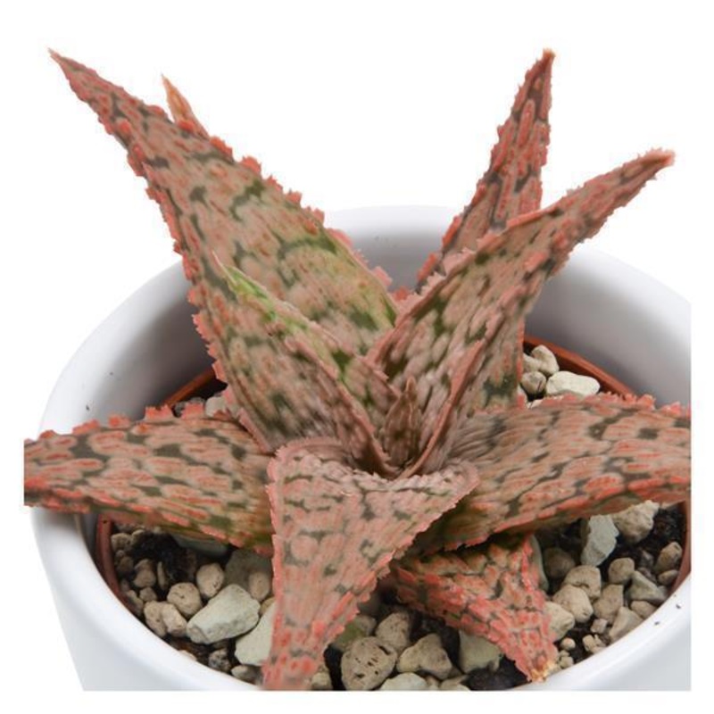 Aloe Pink Blush – 6cm