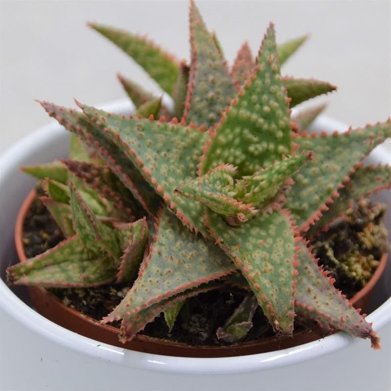 Aloe Red Shade – 8.5cm