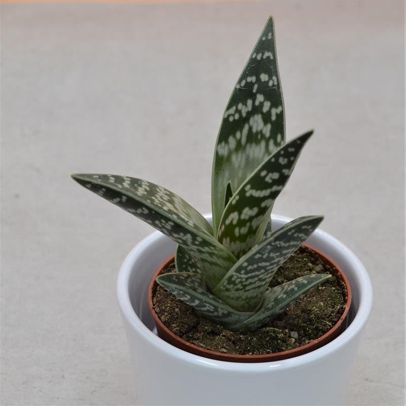 Aloe variegata – 8.5cm