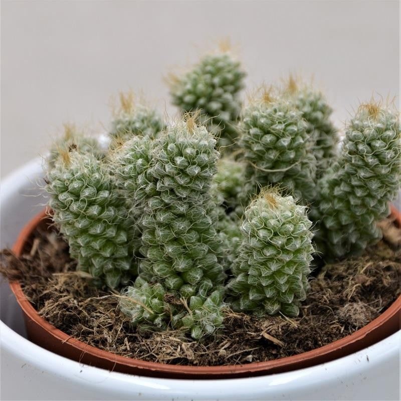 Anacampseros baeseckei – 8.5cm