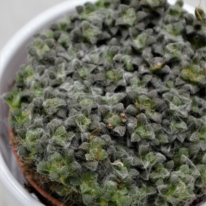 Anacampseros retusa filamentosa – 8.5cm