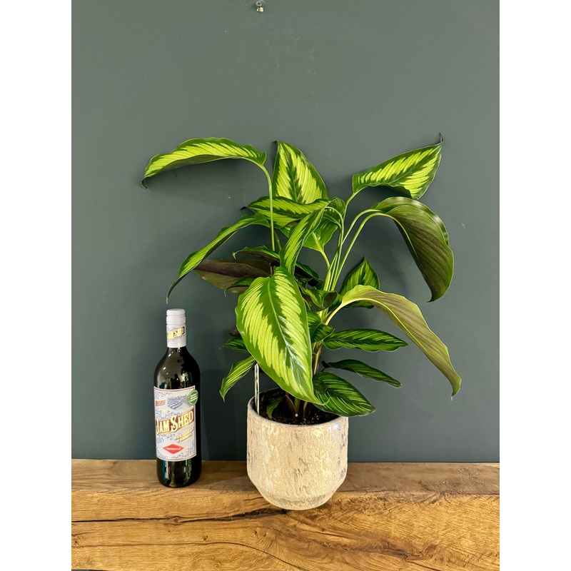 Calathea in Ceramic Pot