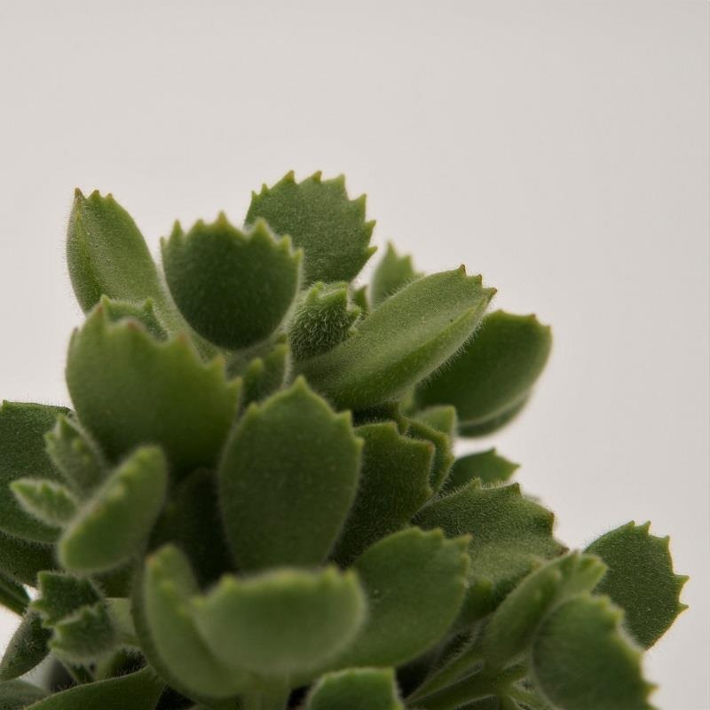 Cotyledon tomentosa – 5,5cm