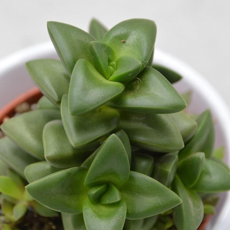 Crassula Talisman – 8.5cm