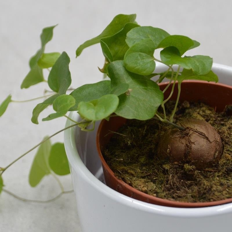 Dioscorea elephantipes – 8.5cm