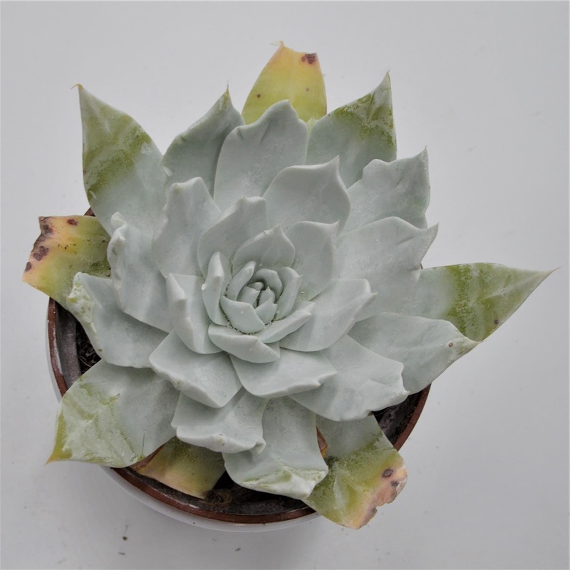 Dudleya brittonii – 12cm