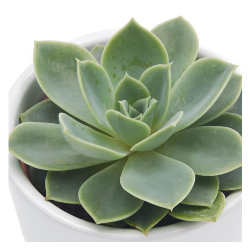 Echeveria Blue Atoll – 6cm