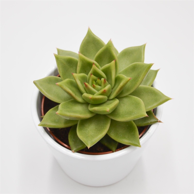 Echeveria Elize – 10.5cm