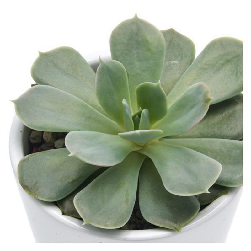 Echeveria Holy Gate – 6cm