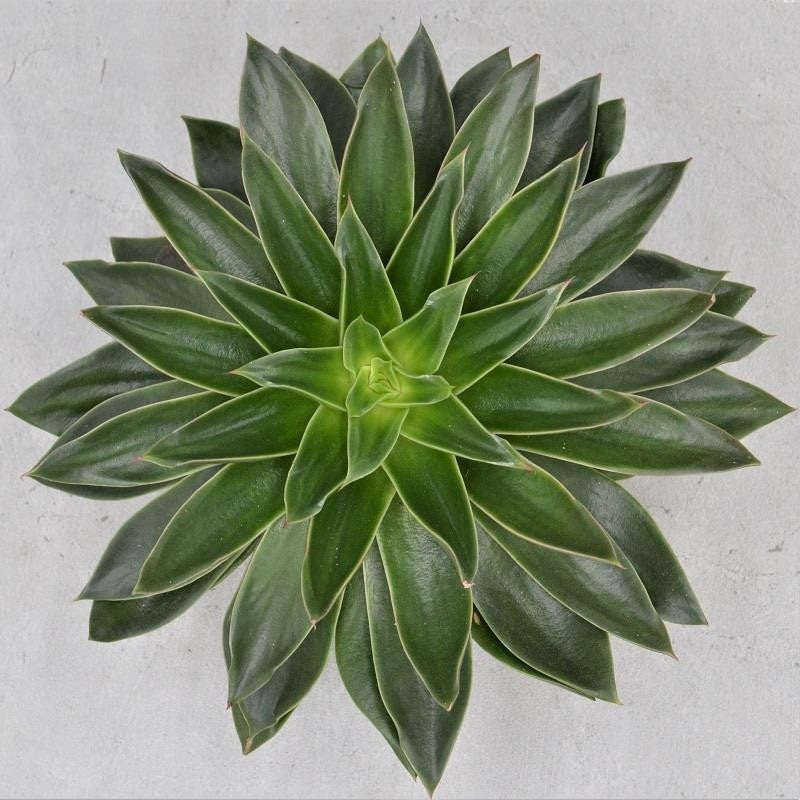 Echeveria Mexicana – 17cm