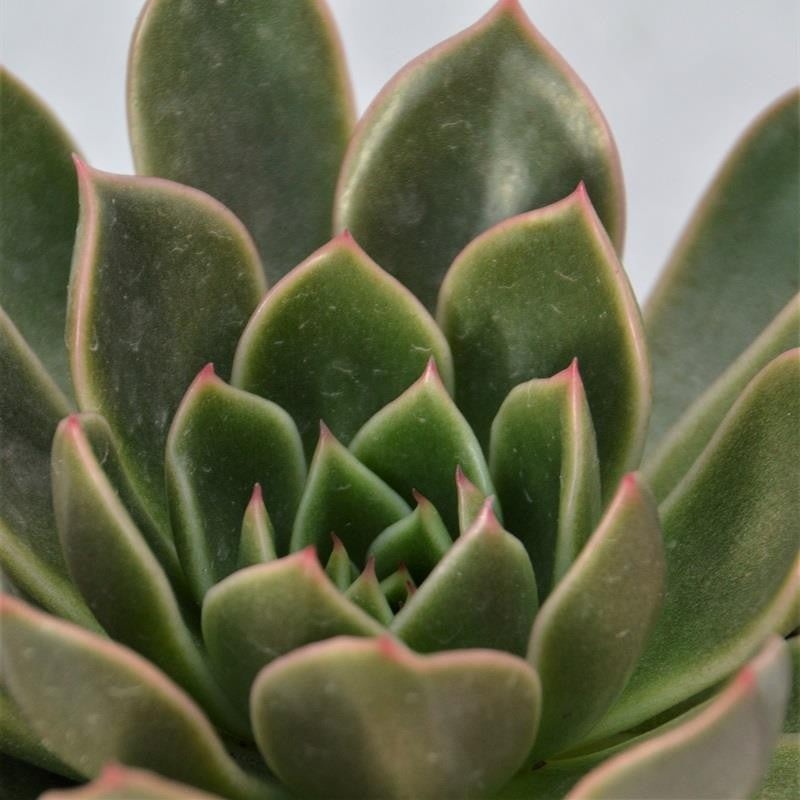 Echeveria Mira – 8,5cm
