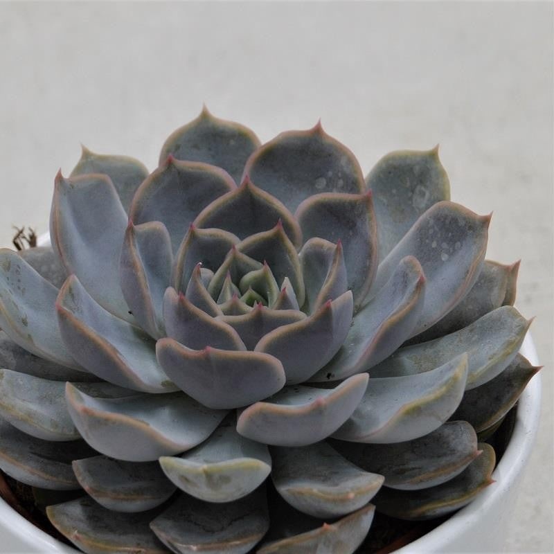 Echeveria Orion – 10.5cm