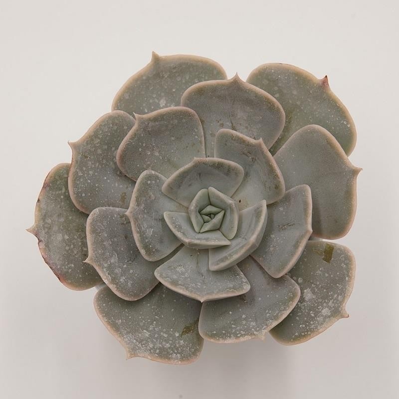 Echeveria Pollux – 6cm