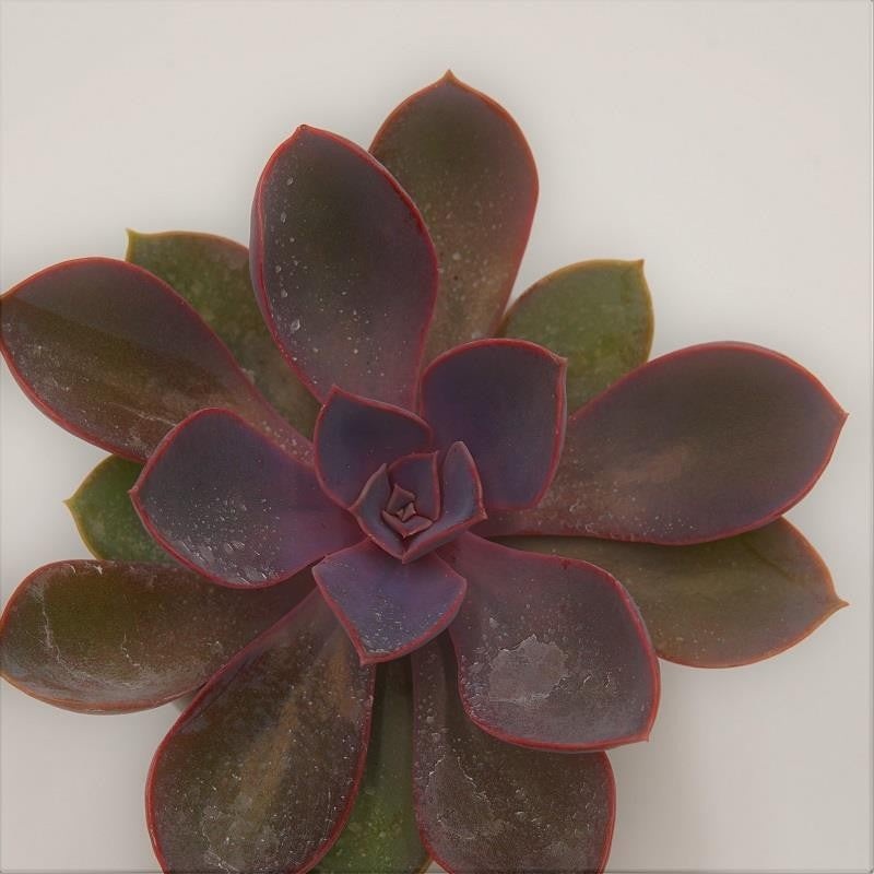 Echeveria Purple Pearl – 6cm