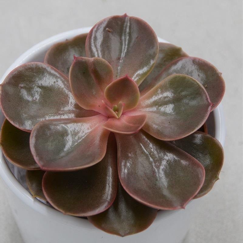 Echeveria Red Ruby – 8.5cm