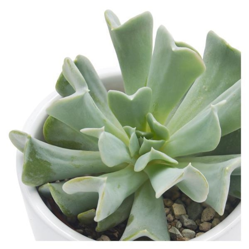 Echeveria runyonii Topsy Turvy – 6cm