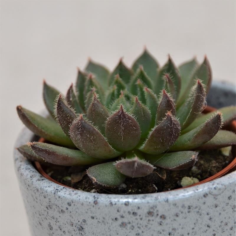 Echeveria Scorpio – 5.5cm