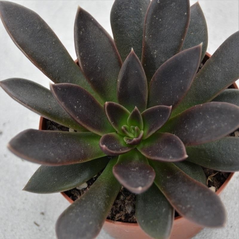Echeveria Serrana – 8,5cm