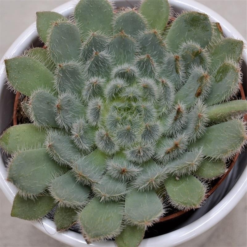 Echeveria setosa var. deminuta – 8.5cm