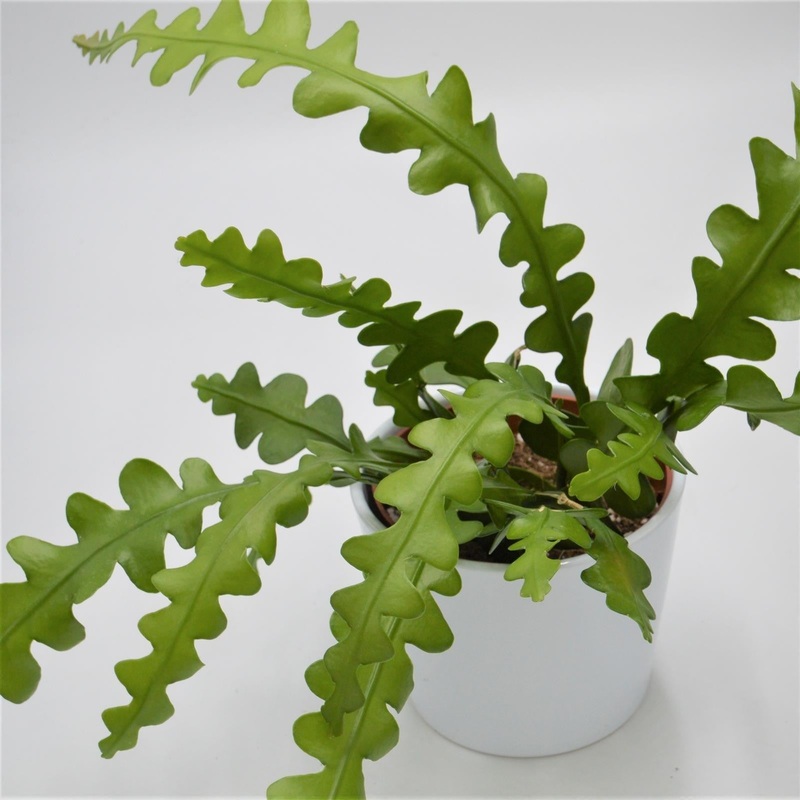 Epiphyllum anguliger – 10.5cm
